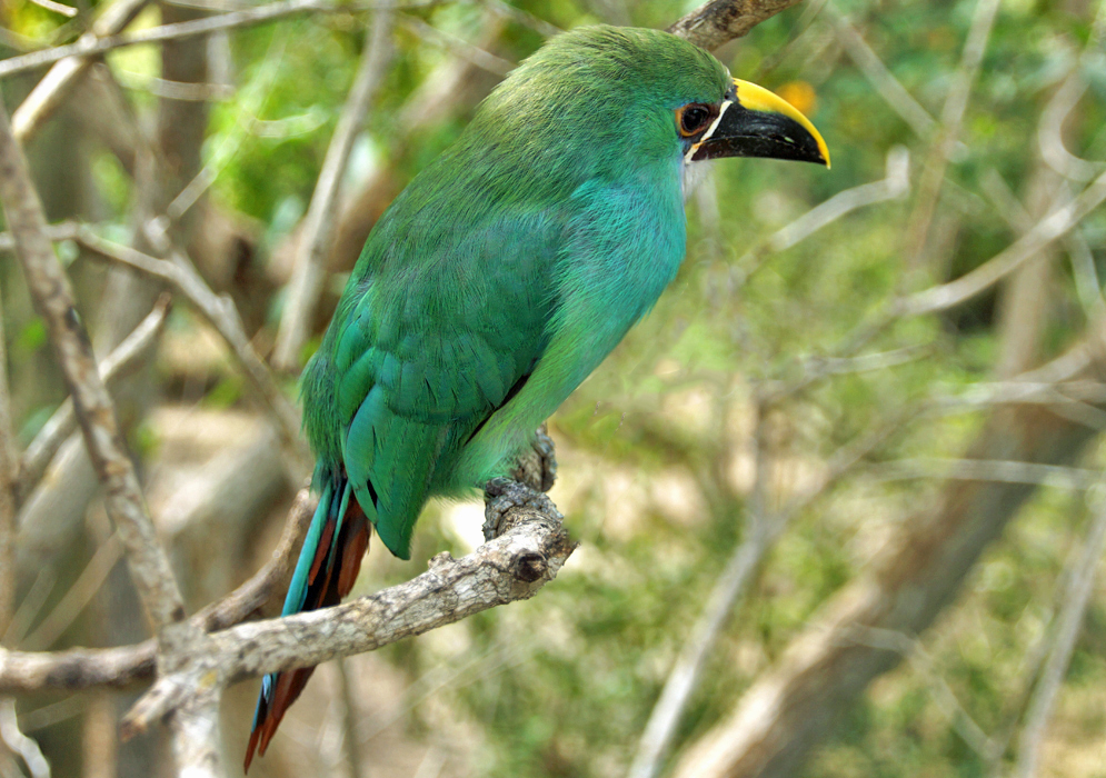 An Aulacorhynchus prasinus with green feathers, blue breast and yellow, white and black bill on a tree branch