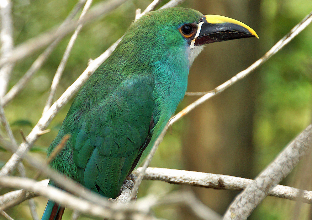 An Aulacorhynchus prasinus with green feathers, blue throat and yellow and black bill on a tree branch