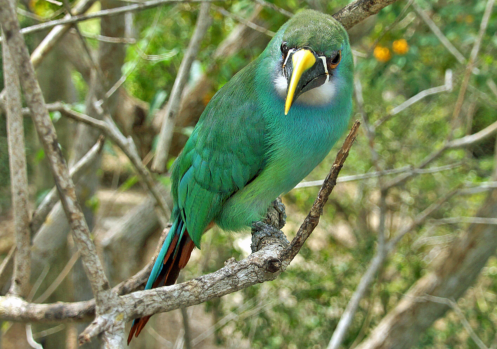 Green and blue Aulacorhynchus prasinus with a yellow top bill