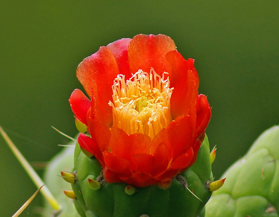 Red Austrocylindropuntia cylindrica flower with yellow filaments and white anthers