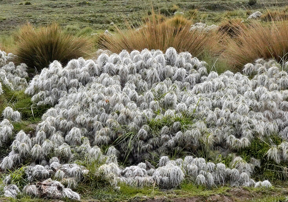 Dense mats of Austrocylindropuntia floccosa covered in long, white, woolly hairs growing among high-altitude grasses.