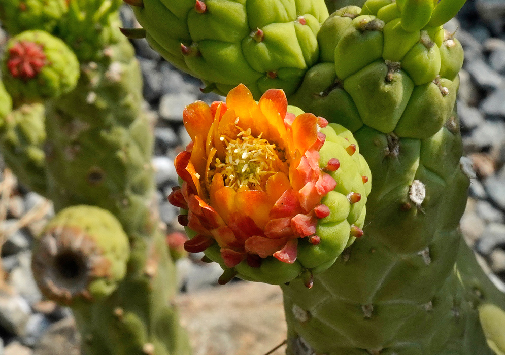 Close-up of an Austrocylindropuntia subulata stem with a bright orange flower emerging from its green, spiny surface