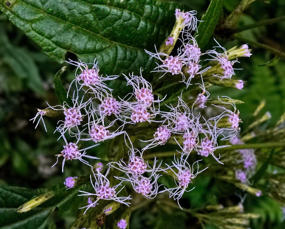 Austroeupatorium inulifolium flower clusters with slender lavender florets above textured green leaves