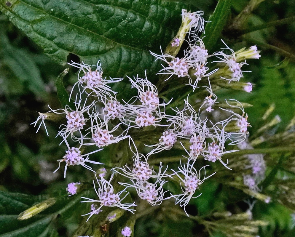 Austroeupatorium inulifolium Pale Purple Flowers Austroeupatorium inulifolium pale purple flowers