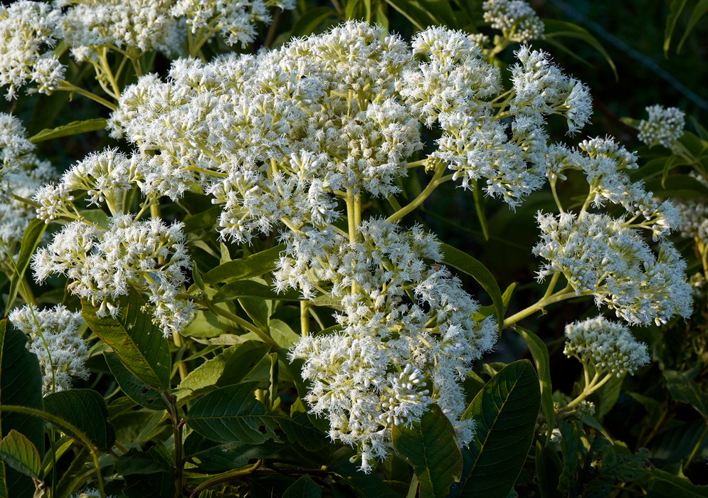 Large clusters of small, fluffy white flowers of Austroeupatorium inulifolium blooming above broad green leaves