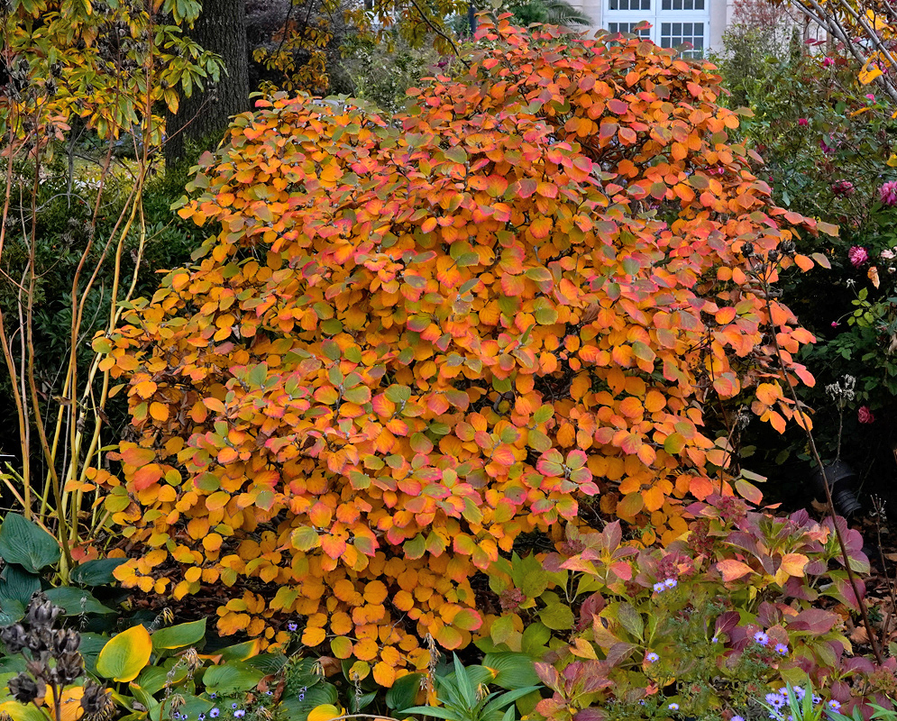 A mature Hydrangea macrophylla shrub glowing with orange, red, and yellow autumn leaves in a garden landscape