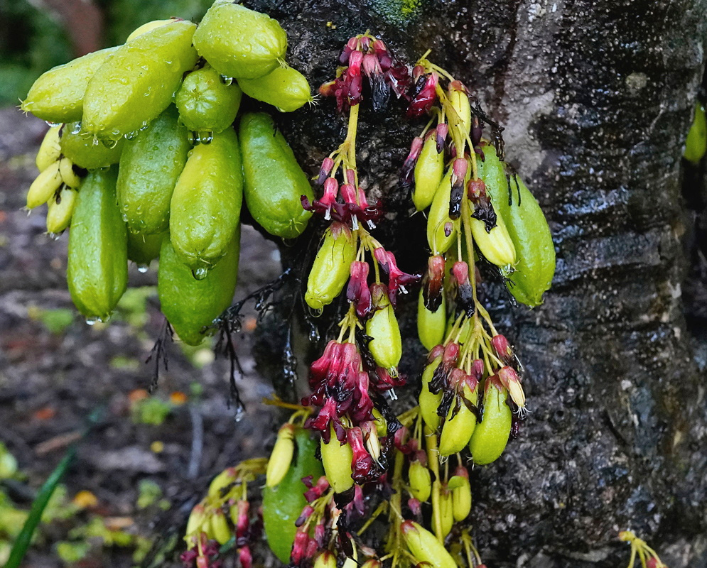 Averrhoa bilimbi bears clusters of elongated green fruits and small purplish-red flowers directly on its trunk