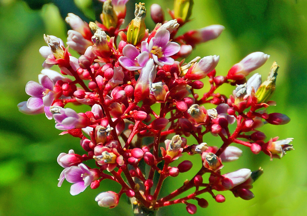 An Averrhoa carambola inflorescence with pink-red stems and flower buds and pink-purple and white flowers