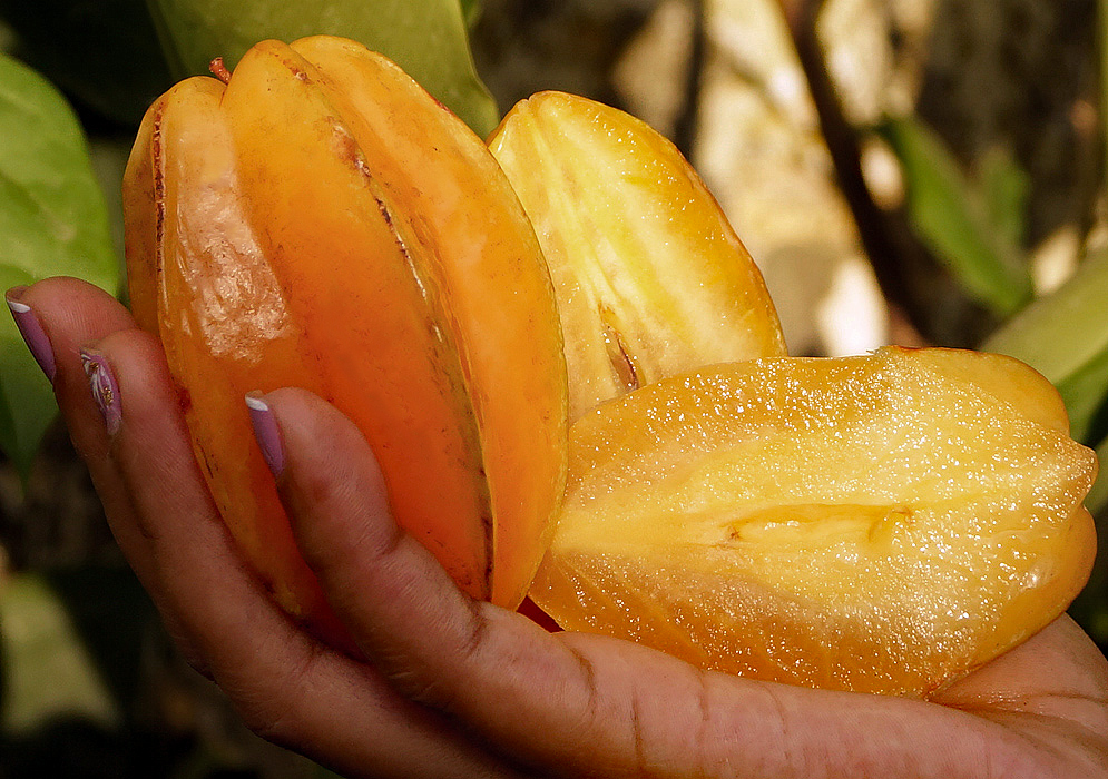 One yellow-orange star fruit and one halved star fruit with golden yellow pulp held in hand