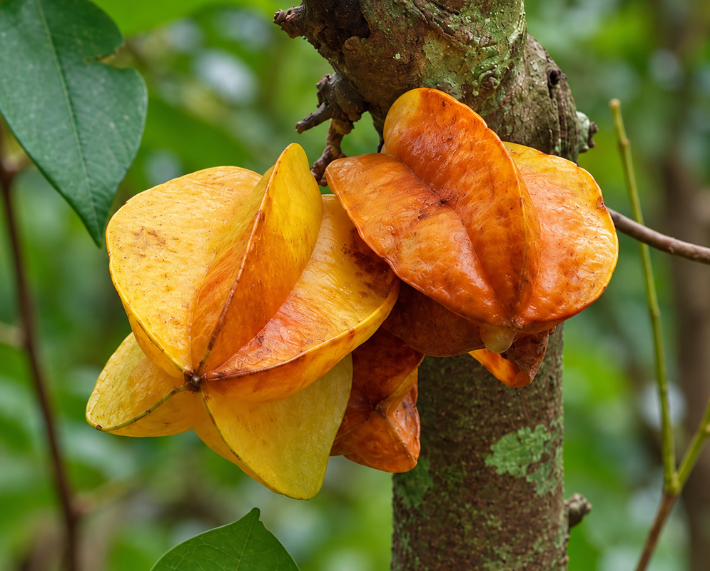 Averrhoa carambola Fruits Averrhoa carambola fruits hanging among green leaves
