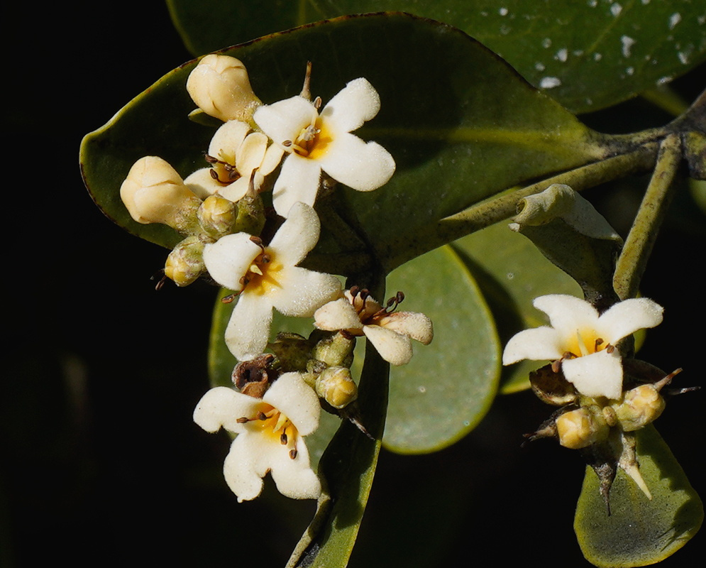 Avicennia germinans White Flowers with Yellow Throats Avicennia germinans has small white flowers with yellow throats beside rounded buds