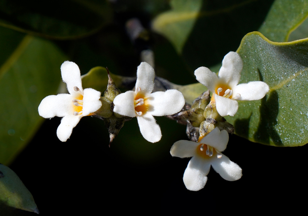 Close-up of small white flowers of Avicennia germinans with yellow centers, emerging against dark green leathery leaves