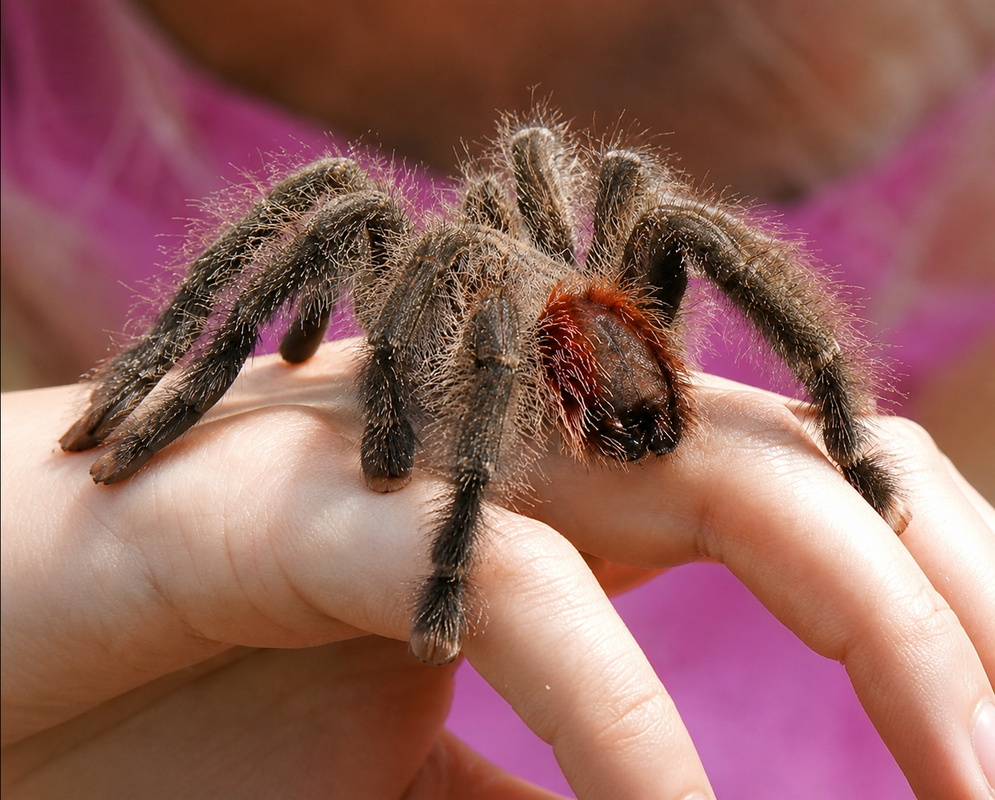 A hairy brown Avicularia tarantula with a reddish abdomen stands across a person's open hand
