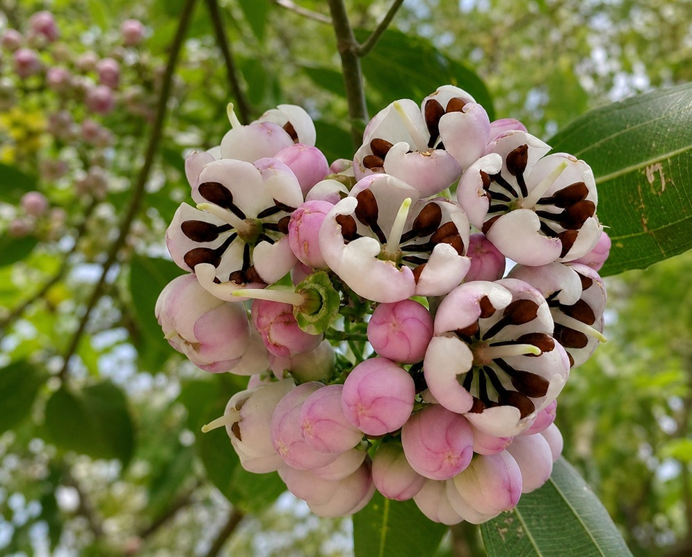 Axinaea macrophylla Inflorescence and Pink Buds Close-up of pale pink Axinaea macrophylla flowers and rounded buds in Colombia