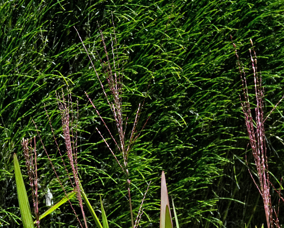 Axonopus scoparius Flowers Tall flowering stems of Axonopus scoparius with narrow reddish spikelets rising above green grass foliage