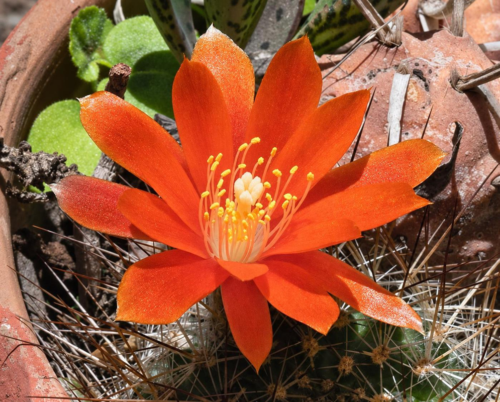 Aylostera fiebrigii has a large orange flower with yellow stamens above a rounded green stem covered in slender spines