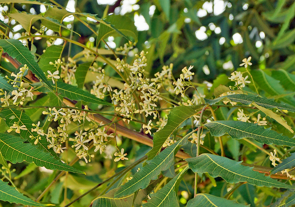 Drooping axillary panicles of white Azadirachta indica flowers