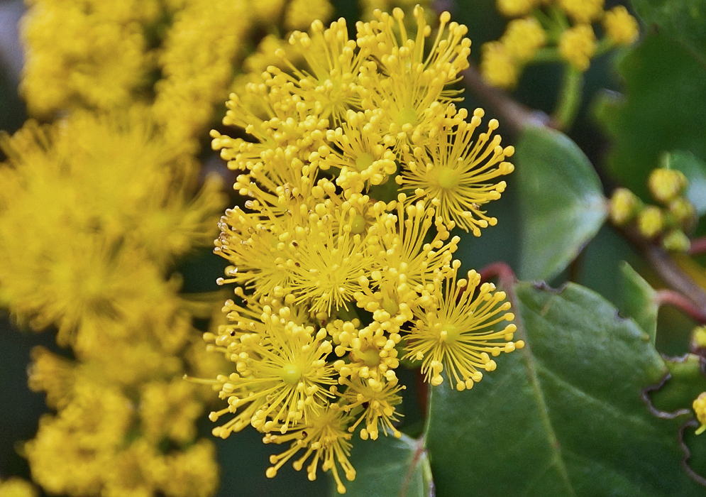 Dark yellow Azara dentata flowers in sunlight