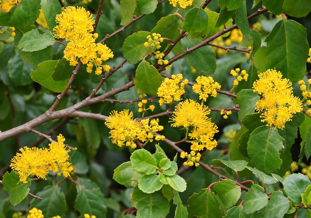 Azara dentata Yellow Flowers and Toothed Leaves Azara dentata carries dense clusters of yellow flowers among rounded toothed leaves