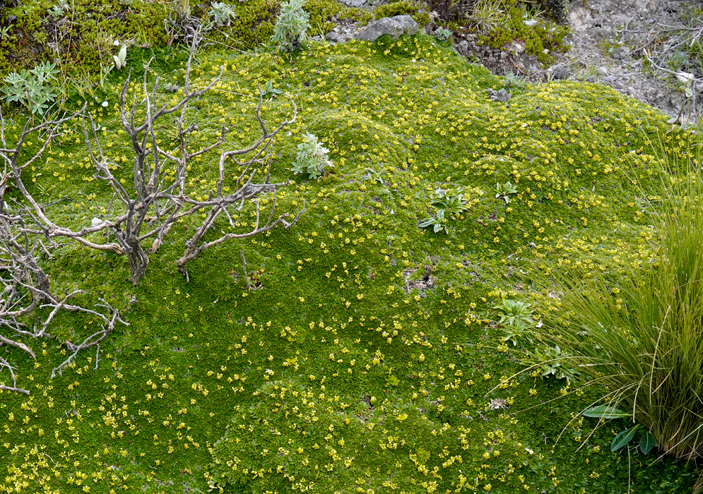 Azorella aretioides Cushion Plant Dense green cushion of Azorella aretioides covered with numerous tiny yellow flowers, growing among páramo vegetation with dry branches and grasses