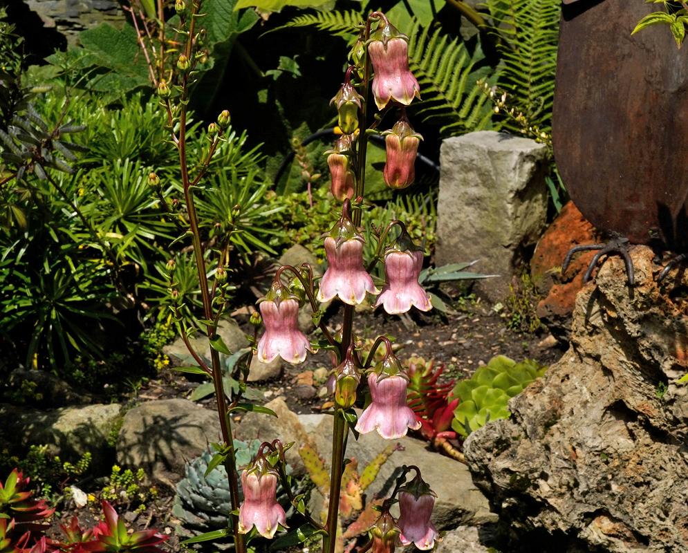 Upright stems of Azorina vidalii bearing many pendent, bell-shaped pink flowers in a rock-garden setting