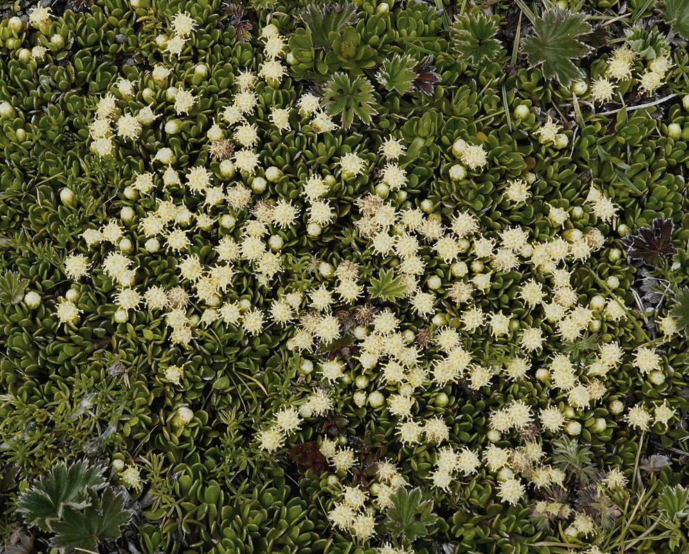 Baccharis caespitosa Cream Flowerhead Covered Clump Baccharis caespitosa forms a broad leafy clump densely covered in cream flowerheads