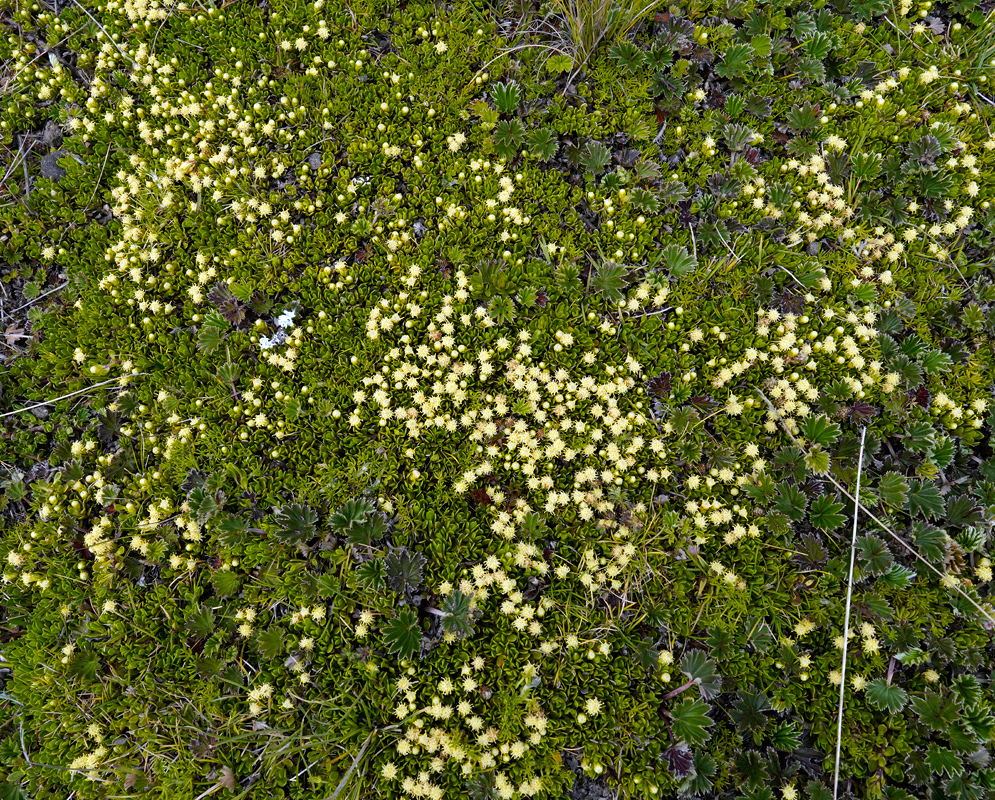 Baccharis caespitosa Alpine Mat Dense mat of Baccharis caespitosa with numerous small pale-yellow flower clusters among compact green foliage in a high-altitude grassland setting
