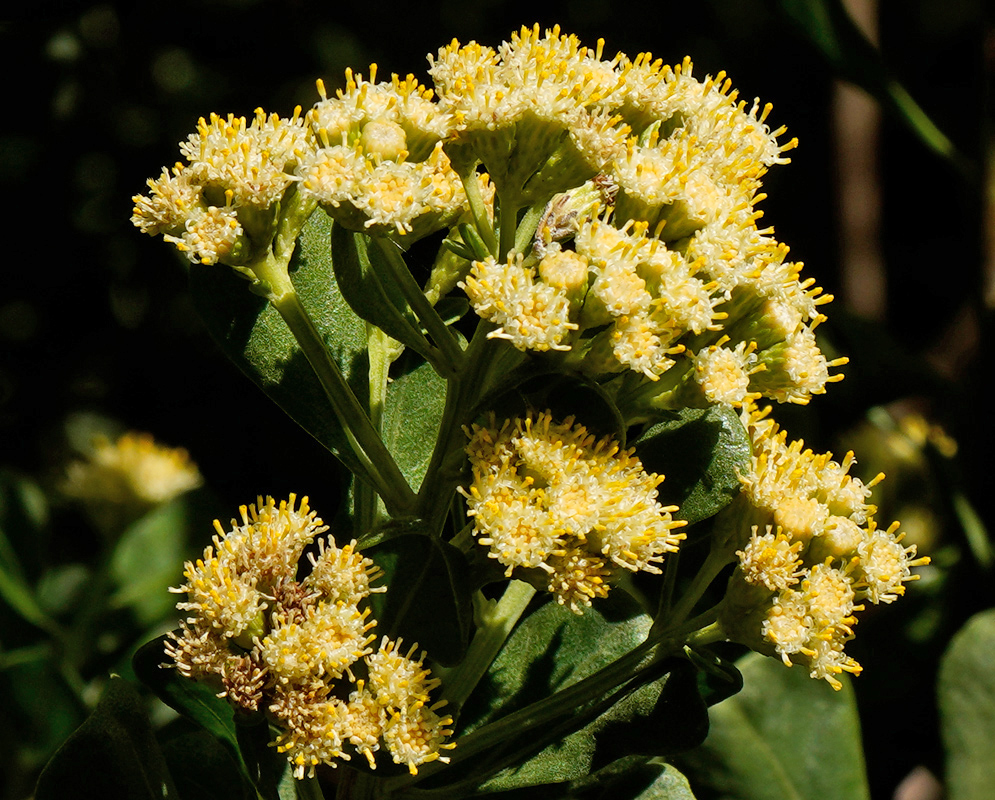Close-up of Baccharis dioica showing clusters of bright yellow flower heads with numerous protruding stamens against dark green foliage