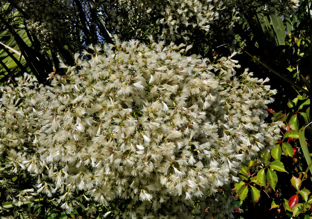 A dome-shaped cluster of fluffy, white, silky pappus plumes on female Baccharis halimifolia branchlets, the spent heads packed tightly above leathery green foliage