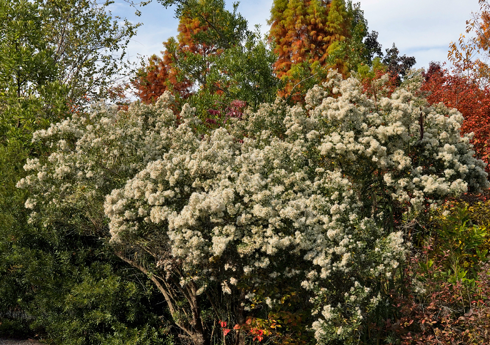 Multi-stemmed Baccharis halimifolia shrubs in full fall display, each crown covered with dense white cottony panicles rising above surrounding garden plants