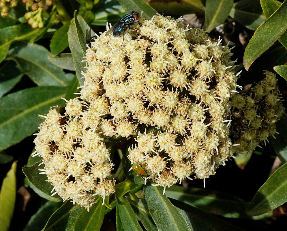 Dense cluster of pale yellowish-white flower heads of Baccharis latifolia with protruding threadlike styles, visited by a metallic green fly and a small green beetle, surrounded by elongated green leaves
