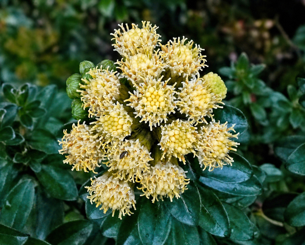 Baccharis macrantha Cream Flower Heads Dense cluster of cream Baccharis macrantha flower heads with projecting florets and rounded unopened buds