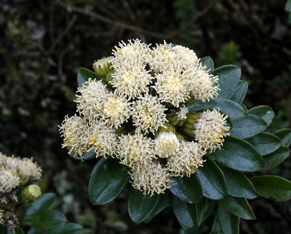 Cluster of cream Baccharis macrantha flower heads above thick glossy green leaves