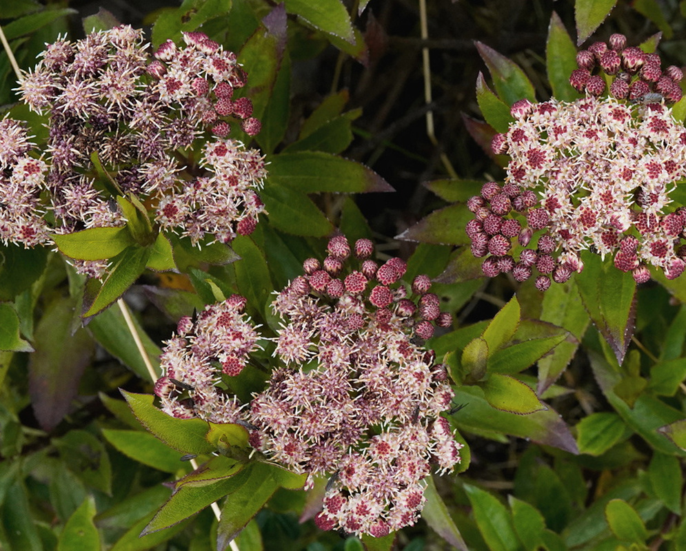 Baccharis padifolia bears rounded pink flowerhead clusters at the tips of leafy branches