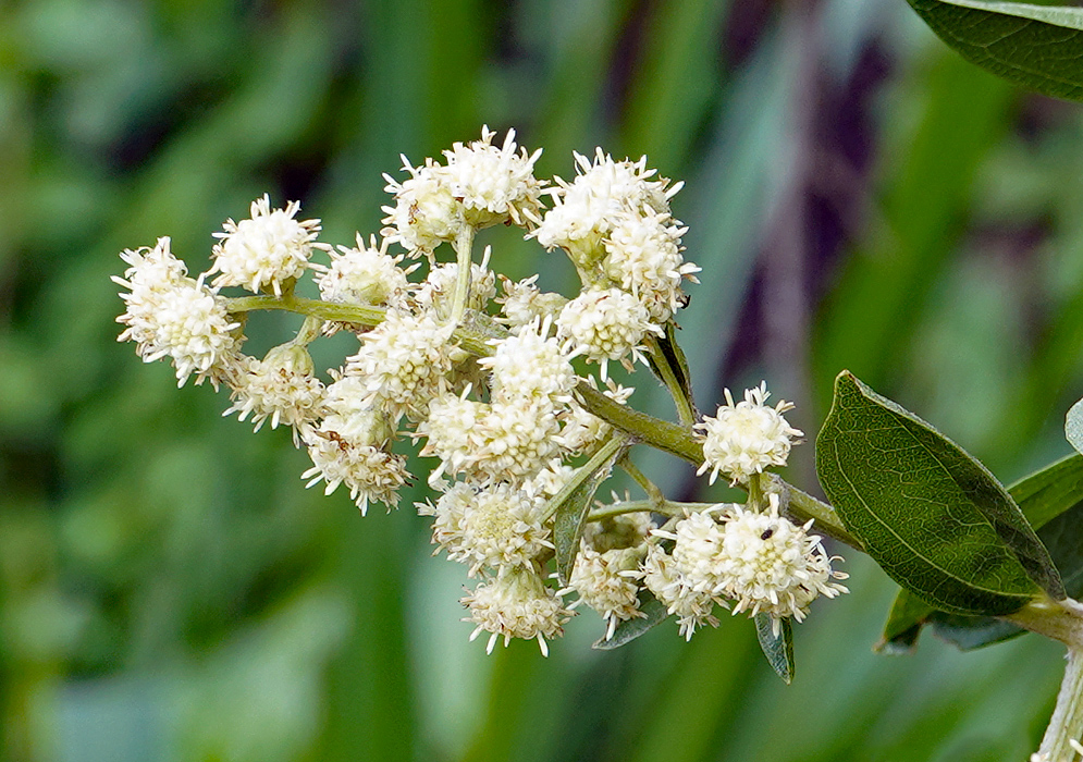 Baccharis trinervis white flowers