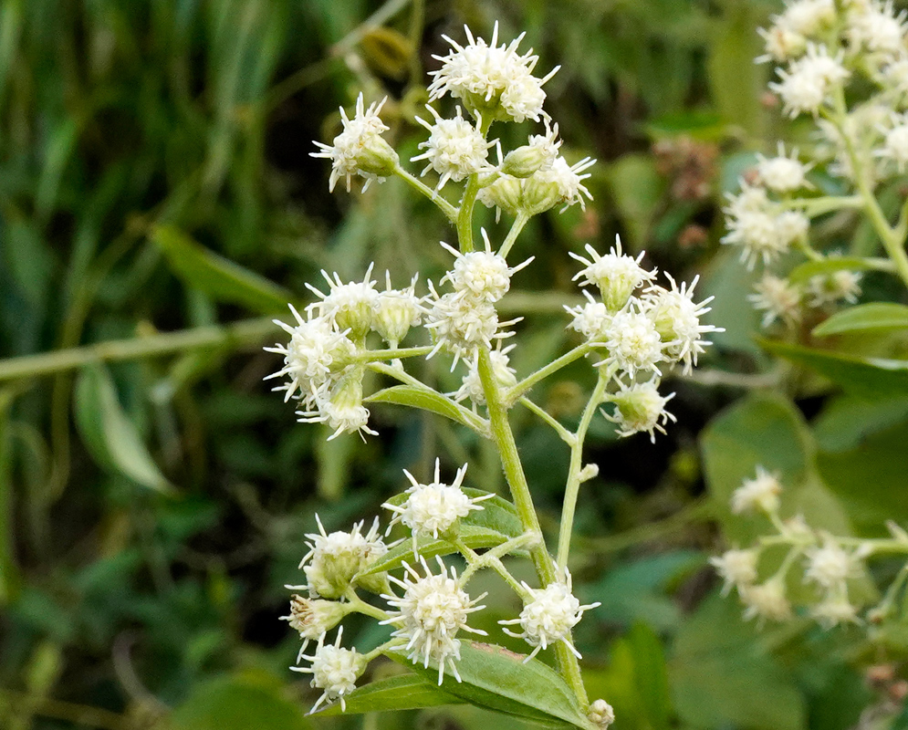 Branch of Baccharis trinervis bearing clusters of small, rounded white flower heads with radiating threadlike styles, set against elongated green leaves