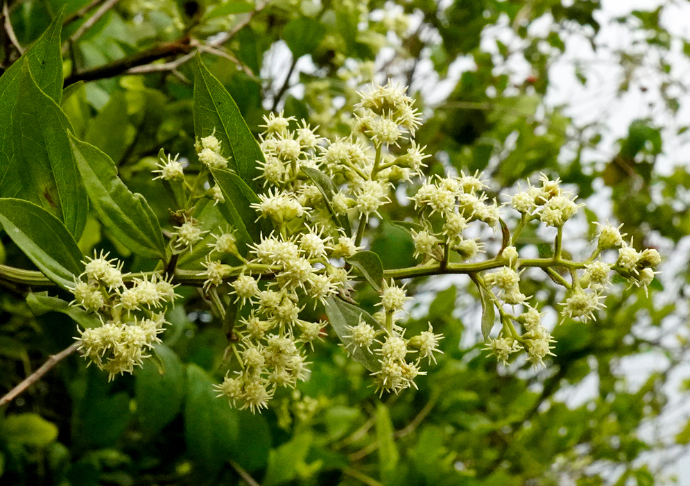A flowering Baccharis trinervis shrub with numerous pale yellow-white flower heads arranged in branching clusters amid elongated green leaves