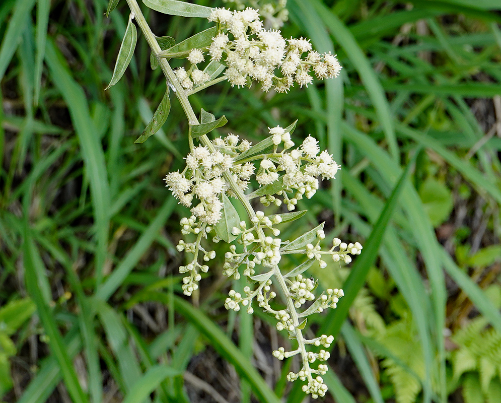 Baccharis trinervis hanging inflorescence with white flowers