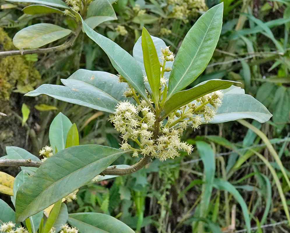 A close-up of Baccharis trinervis showing glossy, lance-shaped leaves and clusters of small, creamy white flowers blooming at the leaf axils