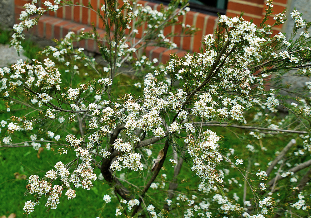 Baeckea frutescens branches full of white flowers