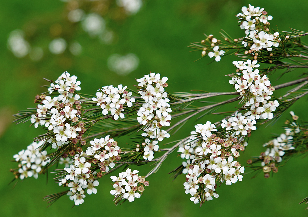 A Baeckea frutescens branch with white flowers and linear leaves