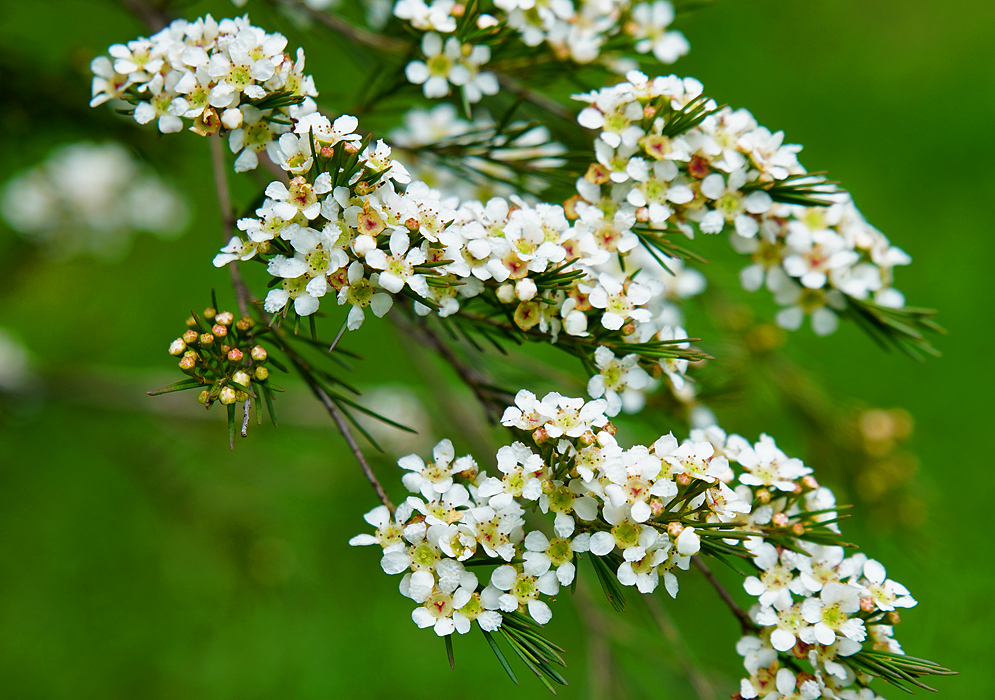 White Baeckea frutescens flowers with green centers