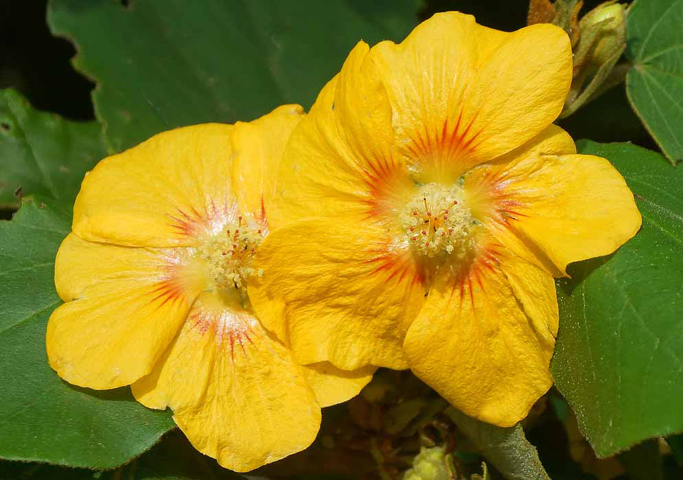 Bright yellow Bakeridesia integerrima flowers with orange streaks at the base of the flower