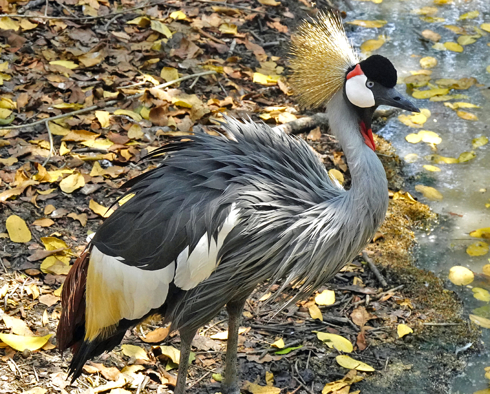 Balearica regulorum Walking A balearica regulorum standing on muddy ground beside a shallow water edge, its long gray plumes fluffed and golden crown feathers catching the light as dry yellow leaves cover the earth around it
