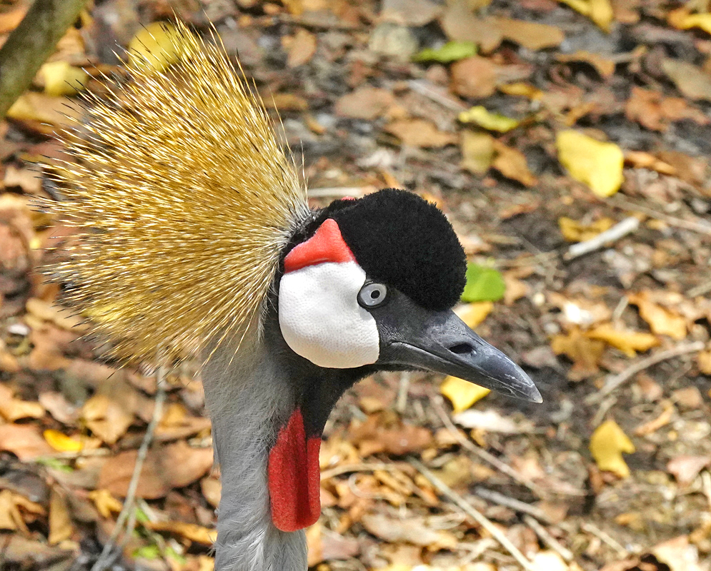 Balearica regulorum Head Close-up of a balearica regulorum showing its spiked golden crest, bare white cheek patch, and red throat wattles with a sharp black beak and piercing pale gray eye against a leafy forest floor