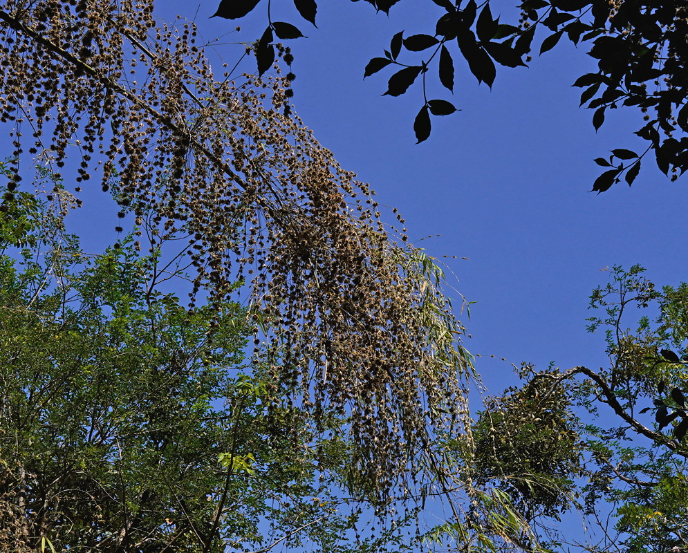 Fine Bambusa vulgaris branches hang in dense sprays against a clear blue sky