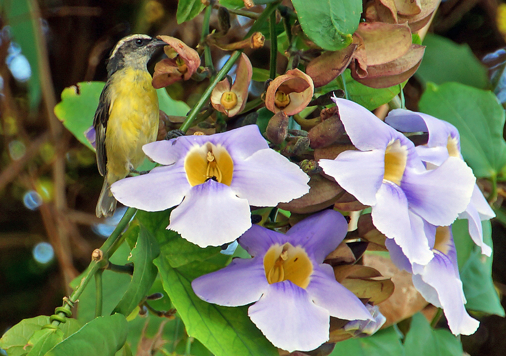 A bananaquit feeding off from the lilac-colored flowers of a Thunbergia grandiflora