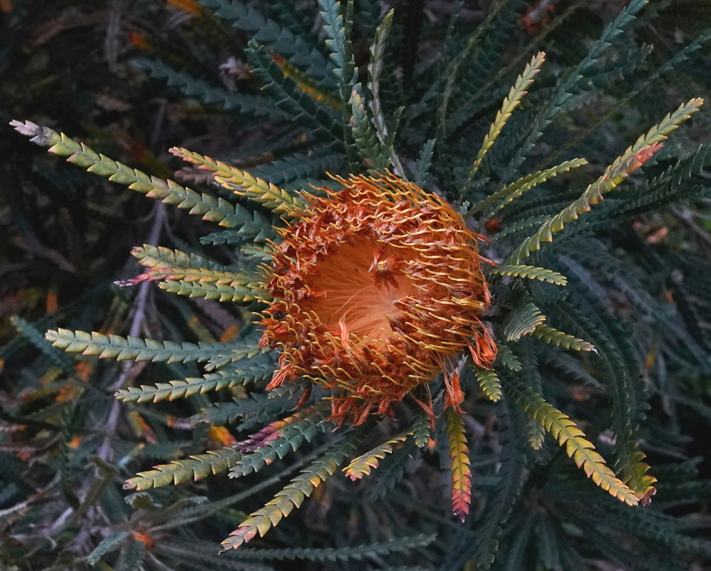 Banksia formosa has a round orange-brown flowerhead surrounded by narrow green leaves with many triangular lobes