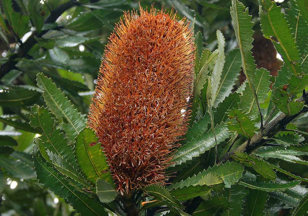 Cylindrical Banksia media spike with small rust orange flowers