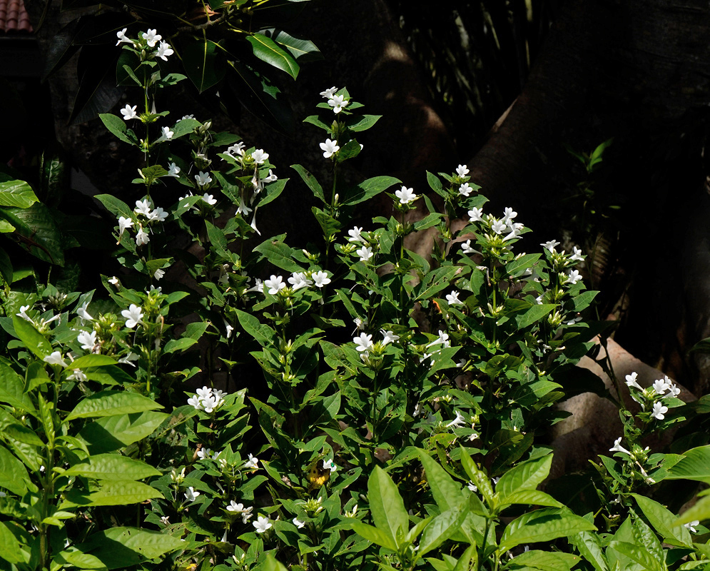 A dense shrub of Barleria cristata alba in full bloom, covered in clusters of small white flowers against deep green leaves and partial shade